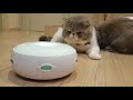 smart cat toy ep.1 ของเล่นแมวอัจฉริยะ