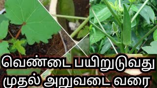 வெண்டை காய் பயிர் முதல் அறுவடை Okra harvesting | Vegetables | Agriculture | Farming Activities