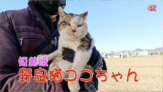 野良猫ココちゃん207 #野良猫ちゃん #straycat