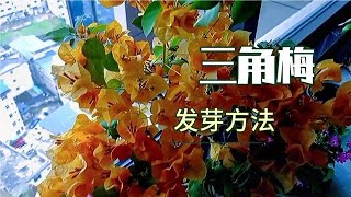 春天三角梅为什么不发芽？分享正确的做法，发芽开花就这么简单。