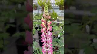 Lupinus polyphyllus 'Rusell Chatelaine Pink' | Lupine.