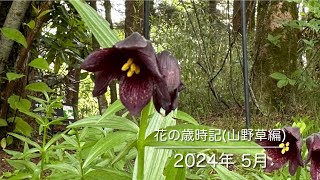 花の歳時記 (山野草編) 2024年5月