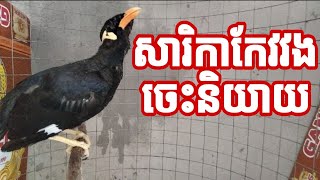 សារិកាកែវវងឆ្លាត #ពូជធំ #bird speak