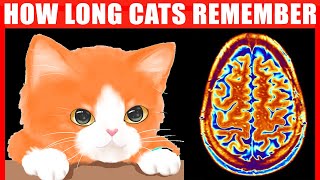 How Long Cats Remember Their Owners, Abuse, Mistreatment, and Other Things (Cats' Memory Explained)