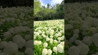 White hydrangea Sagamihara Kita Park 相模原北公園の白い紫陽花アナベル #shorts #japan #flowers #花 #紫陽花 #hydrangea