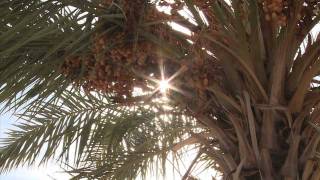 Iraqi refugee finds new purpose working at ASU arboretum