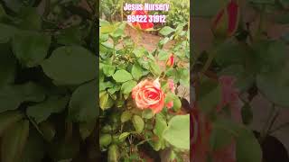 வித்தியாசமான அழகிய ரோஜா பூ செடிகள் #trendingshorts #gardening #indoorplanttour #jesus #rose #indoorp