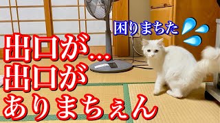 野良猫が家の中に入ったので扉を閉めちゃいました