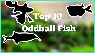 Top 10 Oddball Fish for your Aquarium (most amazing top 10)