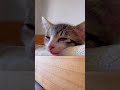 寝落ちする子猫がかわいすぎた…www【預かり保護猫】