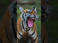 meet the real bahubali of the wild. tiger aparupadey nikonz9 nature nikkor400mm2 tiger wild