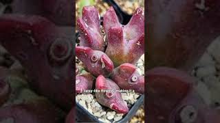 The Ultimate Guide to split rock | interesting facts | conophytum bilobum #ytshorts