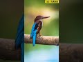 Kingfisher Bird🔥| 3different birds🔥|pied kingfisher🔥| white-throated kingfisher🔥| common kingfisher🔥