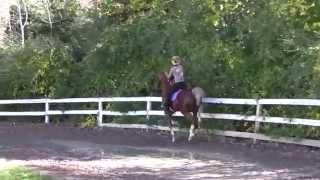 Saddlebred For Sale