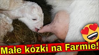 Małe kozy na Farmie! Jeszcze po Brunonie.