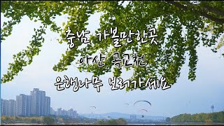 충남 아산 가볼만한곳 아산 곡교천 은행나무길 드론 영상