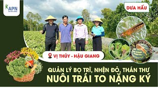 APN - CÔNG THỨC NUÔI TRÁI DƯA HẤU TẾT | DỊCH HẠI \u0026 HẠN CHẾ NỨT TRÁI