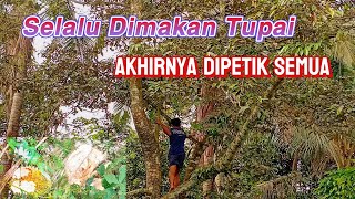 Sebelum Habis Dimakan Tupai Akhirnya Durian Ini Dipetik Semua