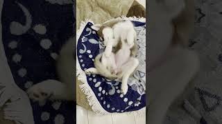 へそ天して眠るシベリアンハスキーの子犬 #shorts #シベリアンハスキー #犬のいる暮らし #犬のいる生活 #大型犬