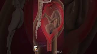 Baby's Moments inside the womb (3D Animation) #shorts #fetaldevelopment #short