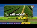 మిరప నారుమడి యాజమాన్యం .. owned by mirapalo management chilli matti manishi 10tv agriculture