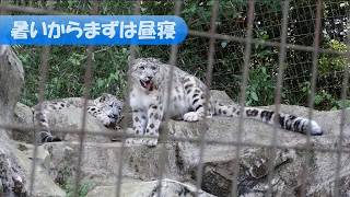 ユキヒョウ赤ちゃん　フク「カッコよく跳ぶにゃ！」2018.5月 Snow Leopard Cub