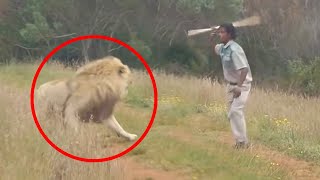 30 Scariest Lion Encounters of the Year