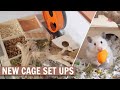 NEW Hamster Cage Set ups!