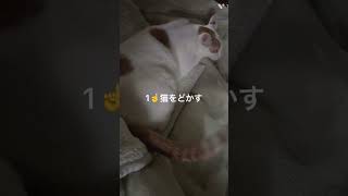 猫が布団を占領#猫#猫の寝る場所#shorts#猫様