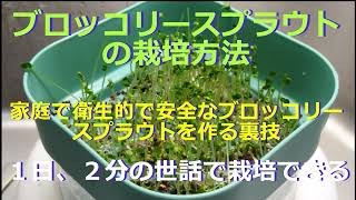 １日２分の世話だけで、家庭で安全なブロッコリースプラウトを栽培方法