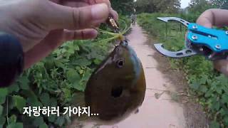 블루길(BLUE GILL) 손맛 저성제 1편, 드들강 2편 - 190714