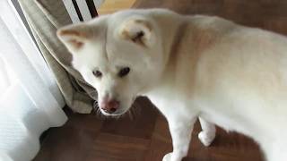 【秋田犬ゆうき】犬とはいえいつも尻尾を振って後ろをついて歩くとは限らない【akita dog】