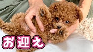 生後3か月の子犬のお迎え時と今を比較したら、動きがほぼ一緒でかわいい。。【トイプードルのコロン】