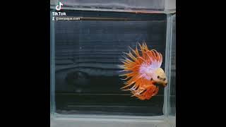 【返金保証】 動画 オス ベタ (b8137) タイ産 熱帯魚  クラウンテール オレンジ ブルー