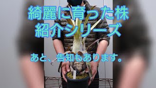 綺麗に育った株紹介と告知！