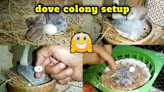 diamond dove colony setup || diamond dove colony breed || dove breeding setup ||