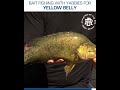 bait fishing for yellow belly with paul worsteling from ifish tv