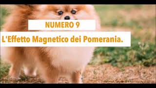 Curiosità sul VOLPINO POMERANIA