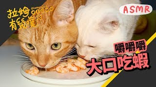 貓咪吃蝦子 療癒的貓咪吃播 ASMR ｜拉姆有幾噗 ♧