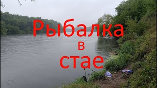 Рыбалка в стае. Москварека. р-он Софьино.29.07.2024.