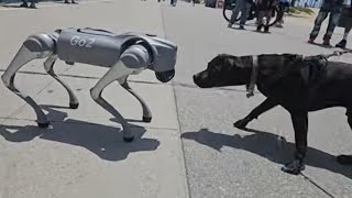 There's a new dog at the beach in Venice, California.