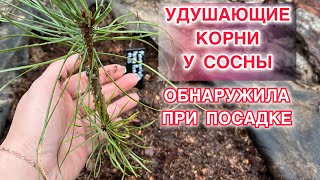 ЭТО НАДО ВИДЕТЬ! ОПОЯСЫВАЮЩИЕ КОРНИ. СОСНА СКРУЧЕННАЯ АУРЭА ПЕНДУЛА.