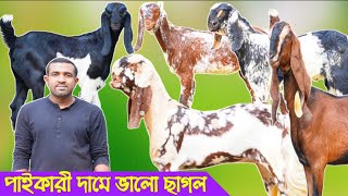 ✅✅কম দামে ভালো মানের ছাগল দিচ্ছেন নাটোরের সজল ভাই | কম দামে মানসম্মত খামার উপযোগী ছাগল |✅✅