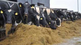 Spring calving herds and using Allsure to aid fertility - John Raggett