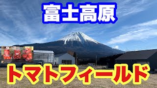 【富士高原トマトフィールド】でっかい富士山が見どころの泊まれる農園に行って来ました。