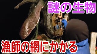 謎の生物が漁師の網にかかる