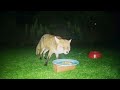 foxes love peanuts and usually peanut butter