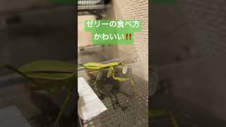 [カマキリ餌]ちょっと今日は餌を切らしてしまい、ゼリーあげてます。食べ方かわいすぎる☺️#shorts#カマキリ#昆虫#カマキリ餌#捕食#mantis