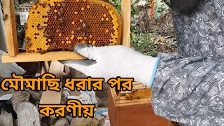 ঝাঁক মৌমাছি ধরার পর যে সব সমস্যা হতে পারে এবং তার প্রতিকার