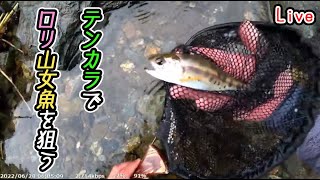 【魚釣りLive】久しぶりにテンカラで山女魚釣り【ニコ生同時配信】